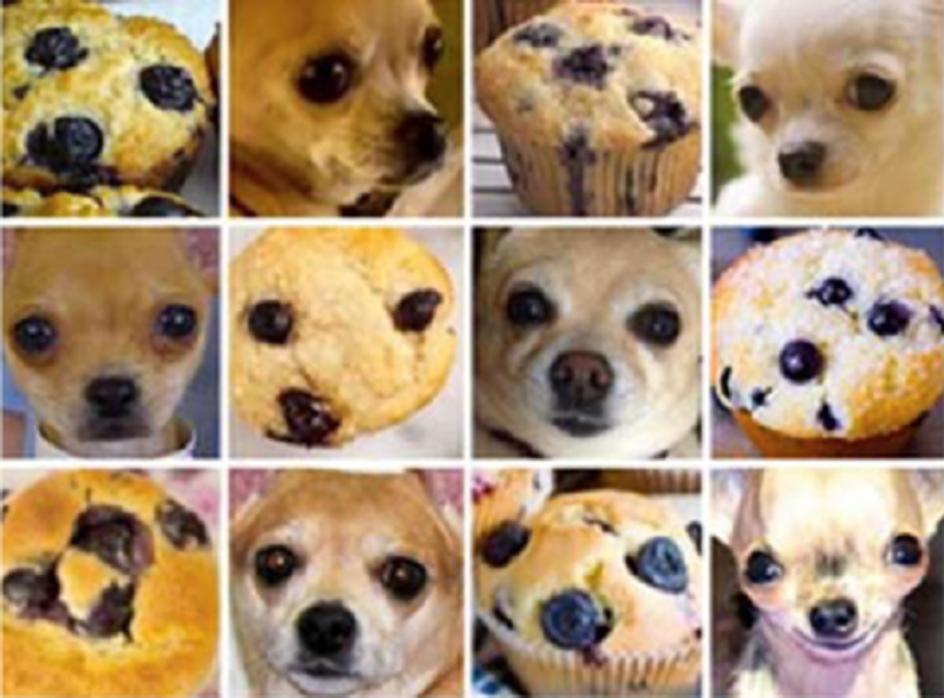 muffins and dogs